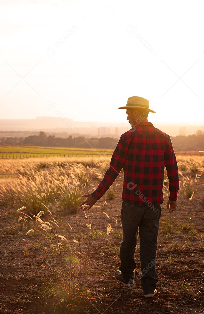 Agricultor com chapéu na plantação agrícola ao pôr do sol. Prédios e cidade desfocaram o fundo.