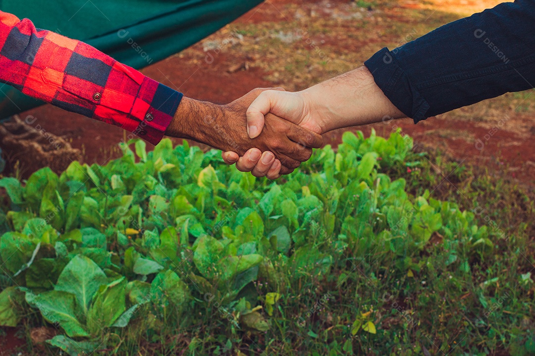 Agricultor e cliente de aperto de mão, plantação no fundo