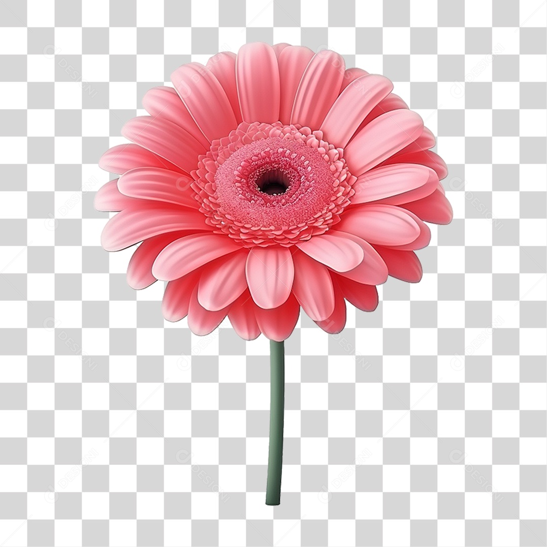 Flor Rosa Flores PNG Transparente