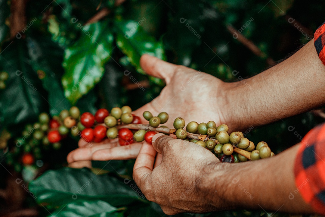 Agricultor segurando café maduro com grãos vermelhos e verdes