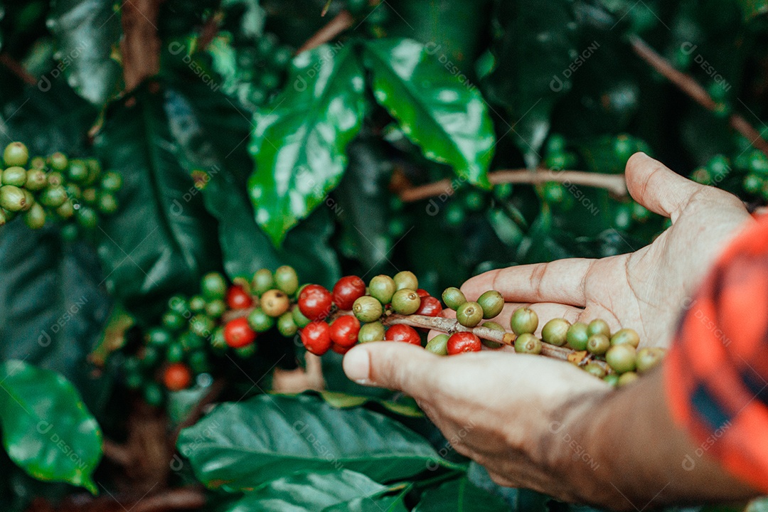 Agricultor masculino segurando café maduro