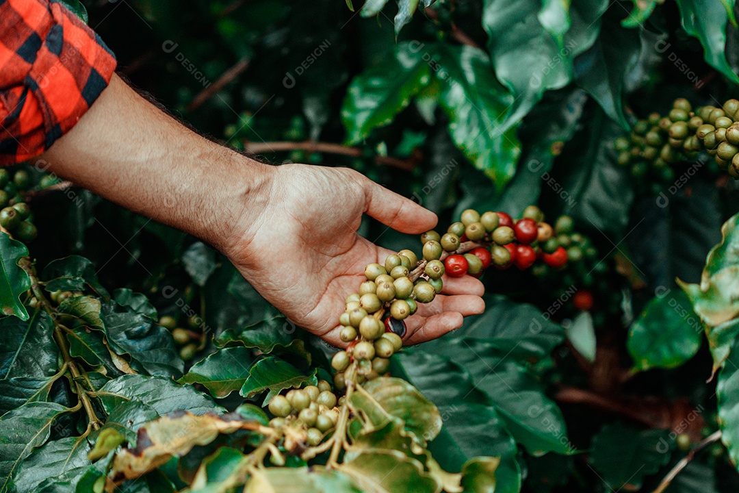 Agricultor masculino segurando café maduro