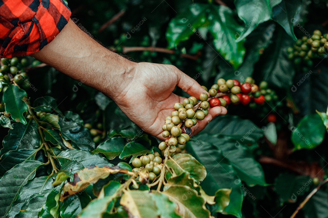 Agricultor masculino segurando café maduro