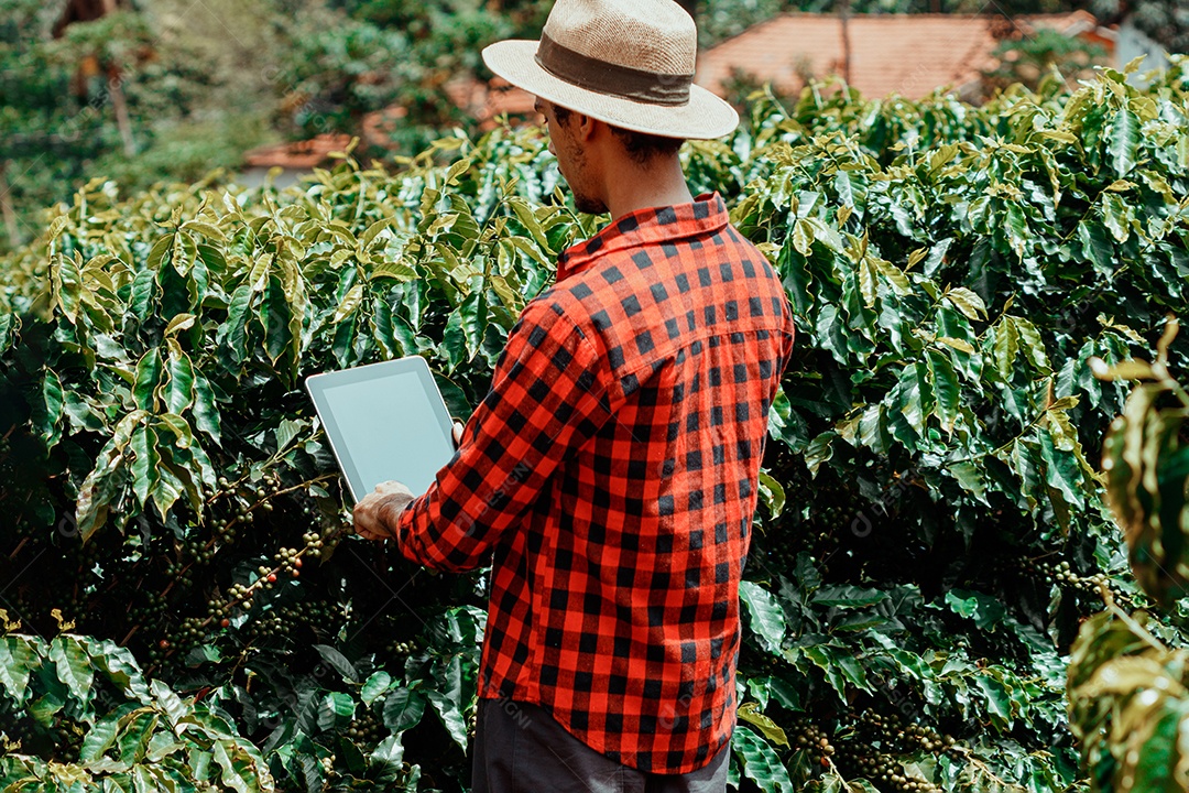 Agricultor masculino segurando café maduro