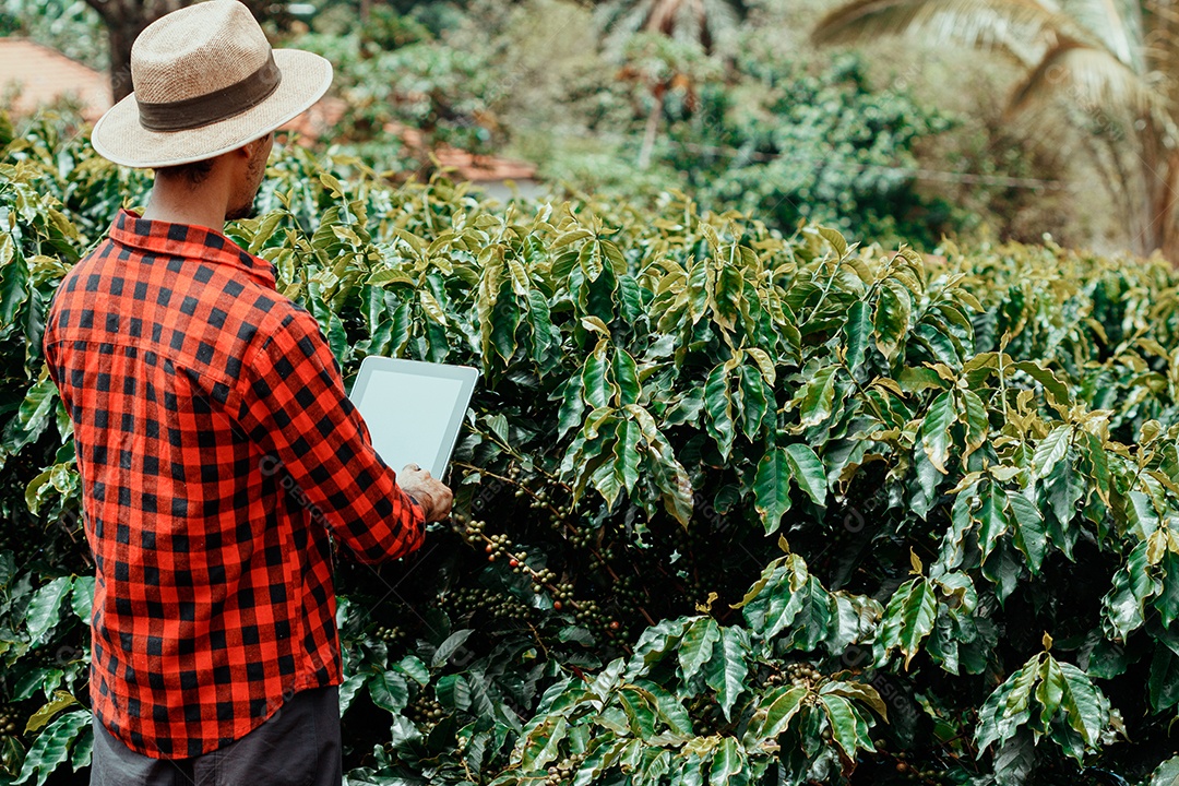 Agricultor masculino segurando café maduro