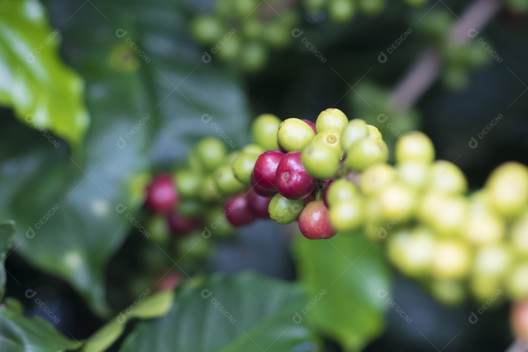 Agricultor masculino segurando café maduro