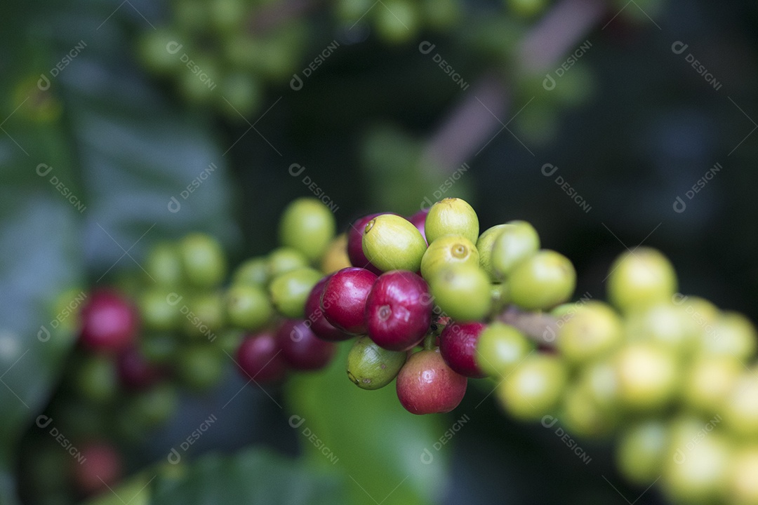 Agricultor masculino segurando café maduro