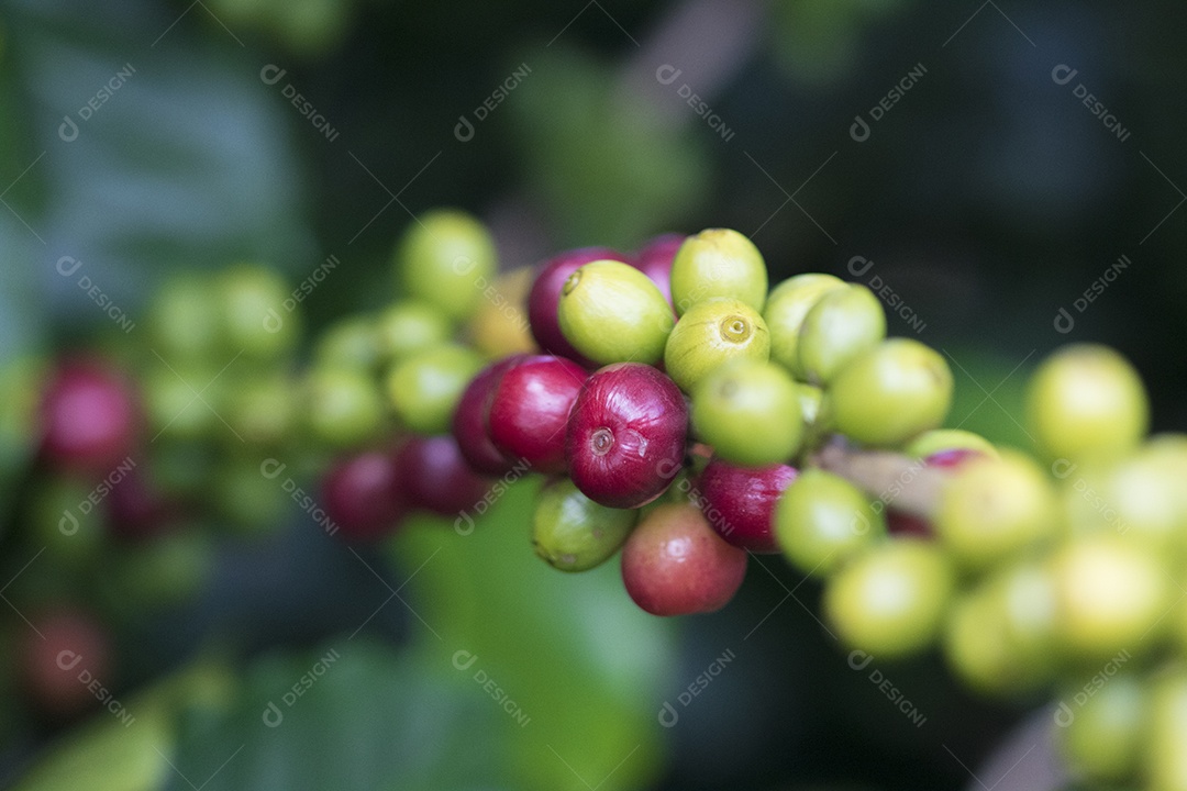 Agricultor masculino segurando café maduro