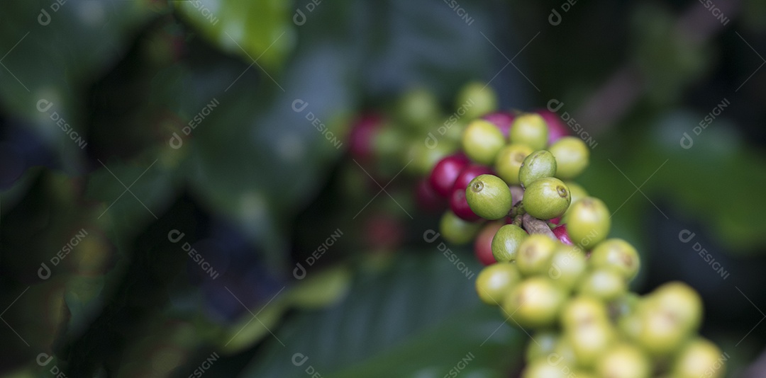 Agricultor masculino segurando café maduro