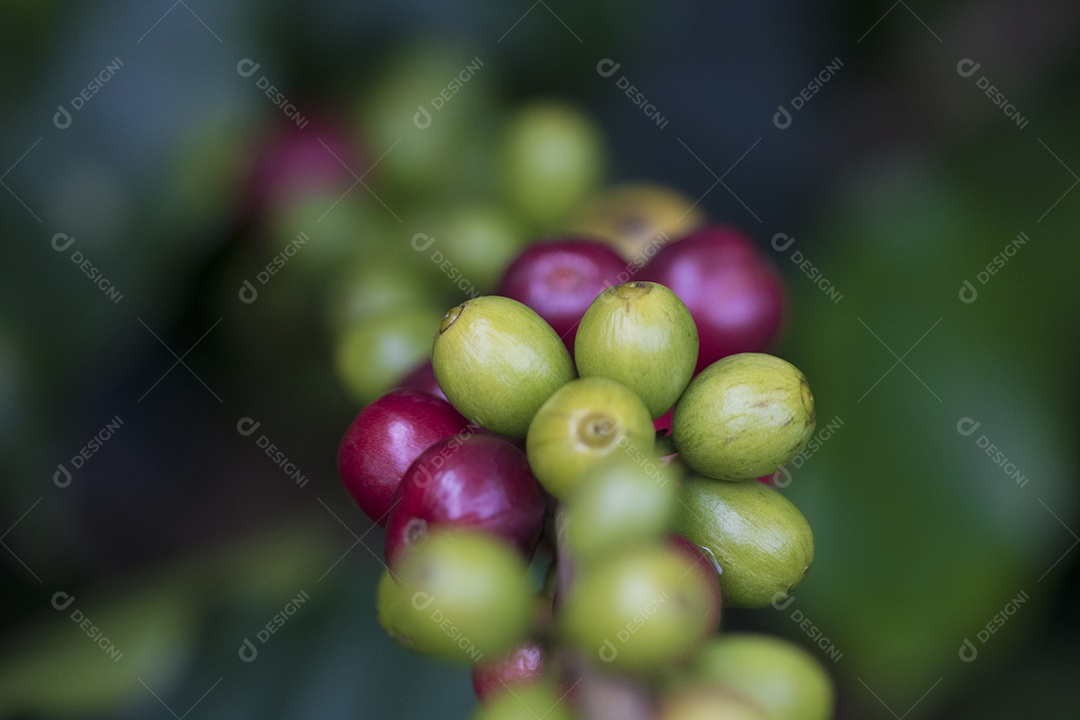 Agricultor masculino segurando café maduro