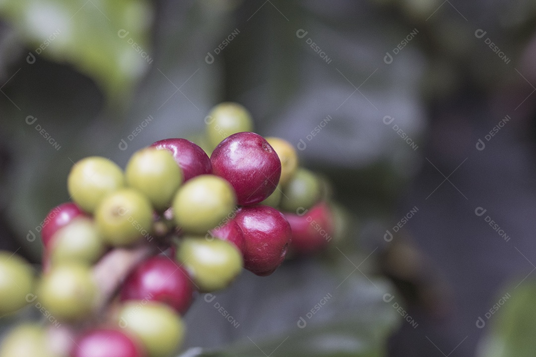 Agricultor masculino segurando café maduro