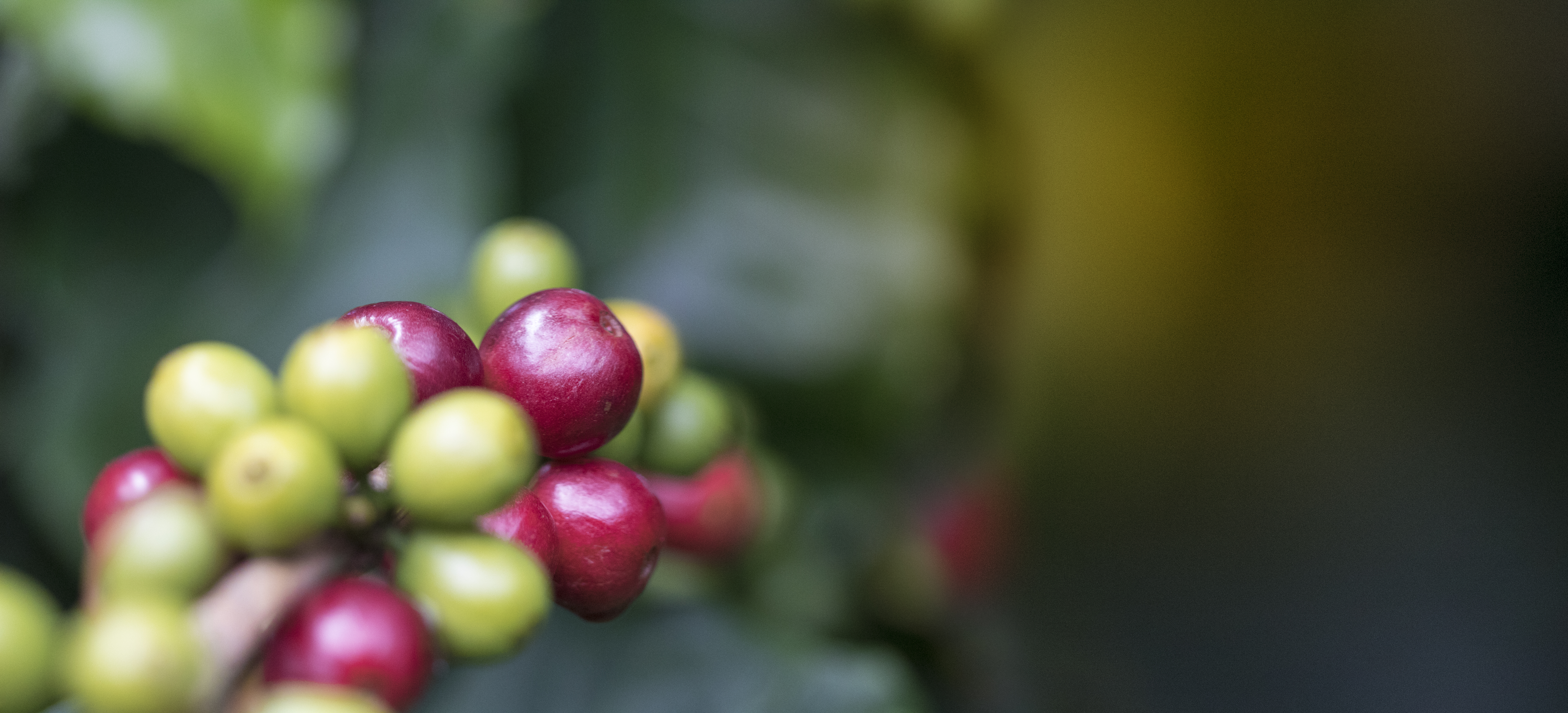 Agricultor masculino segurando café maduro