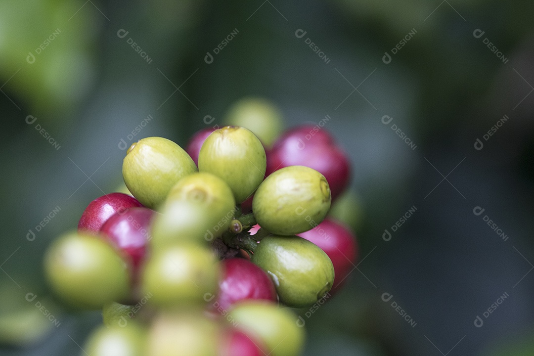 Agricultor masculino segurando café maduro