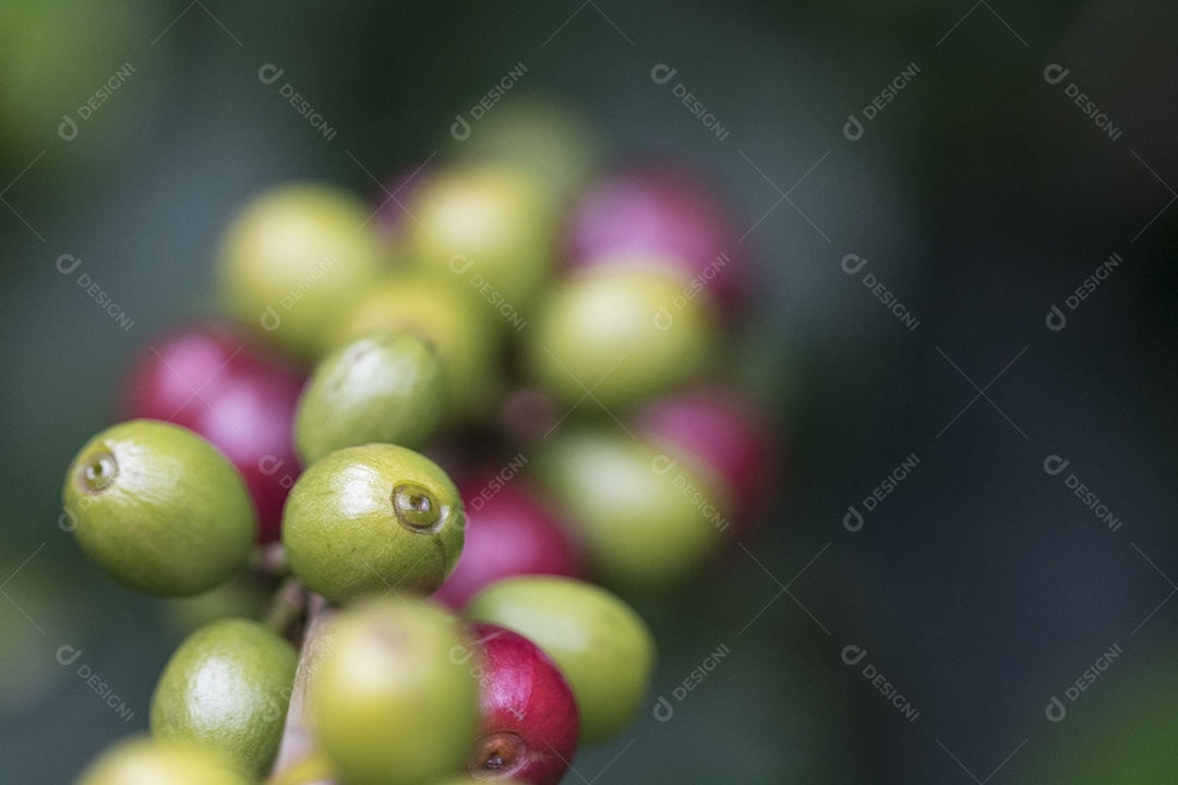 Agricultor masculino segurando café maduro