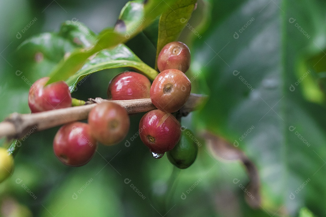 Agricultor masculino segurando café maduro