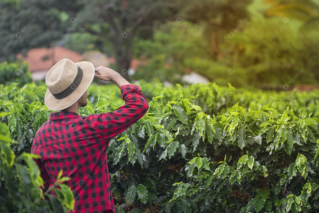 Agricultor com chapéu em plantação de café cultivada