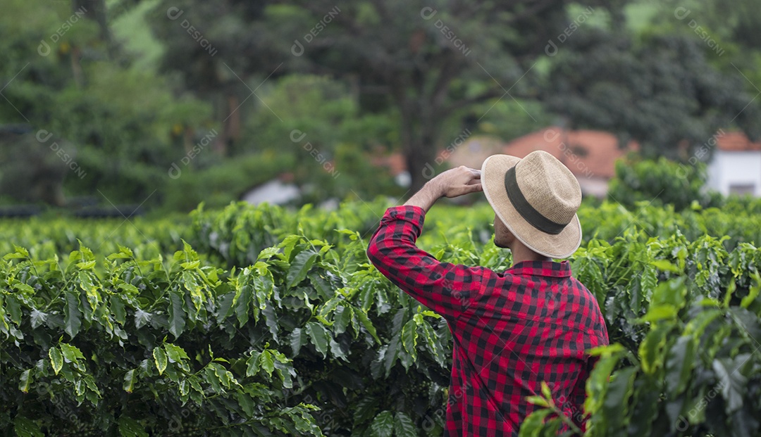 Agricultor com chapéu em plantação de café cultivada