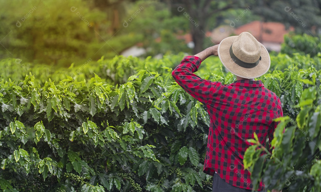 Agricultor masculino segurando café maduro