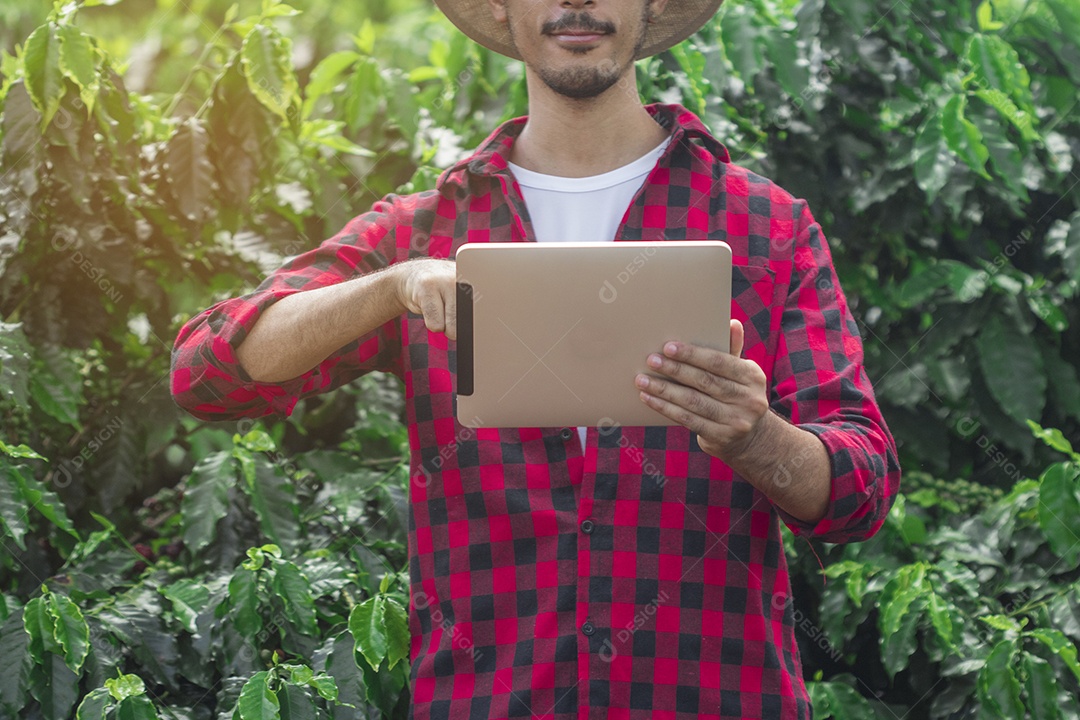 Agricultor masculino segurando café maduro