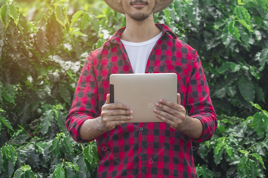 Agricultor masculino segurando café maduro