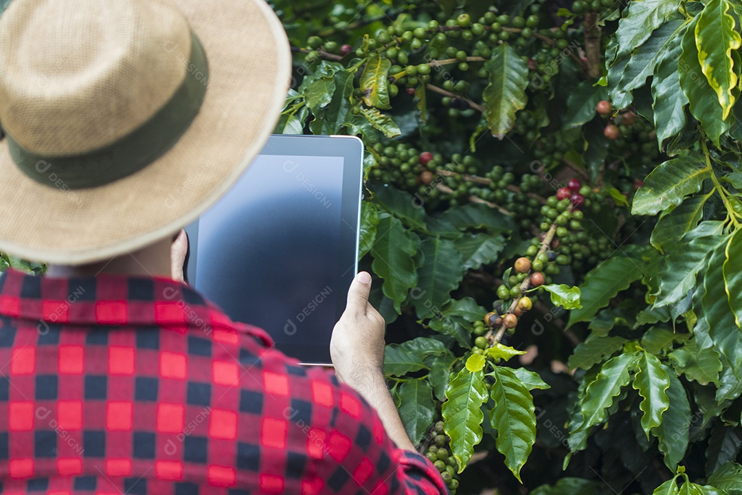 Agricultor masculino segurando café maduro