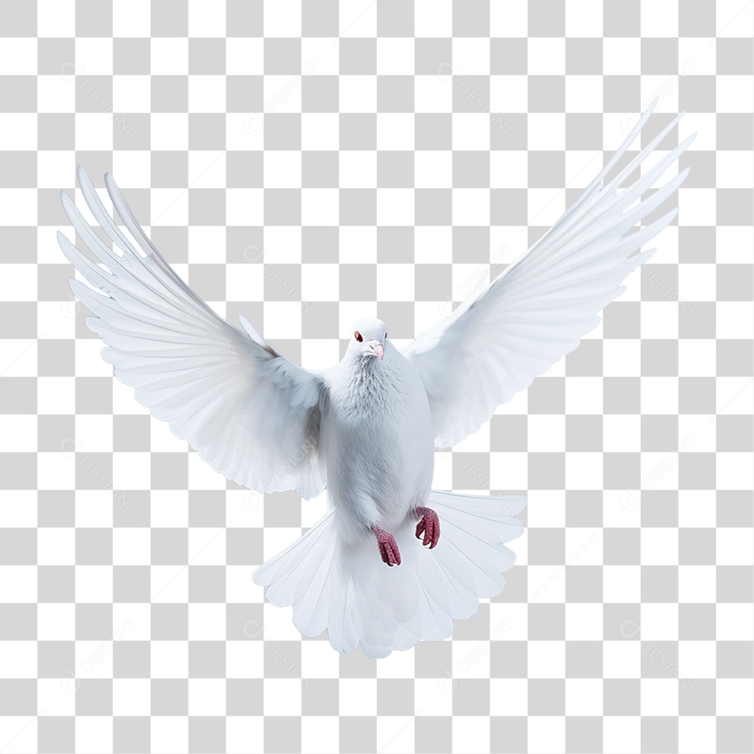 Pomba Branca PNG Transparente