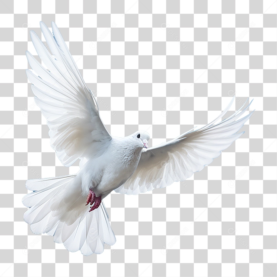 Pomba Branca PNG Transparente