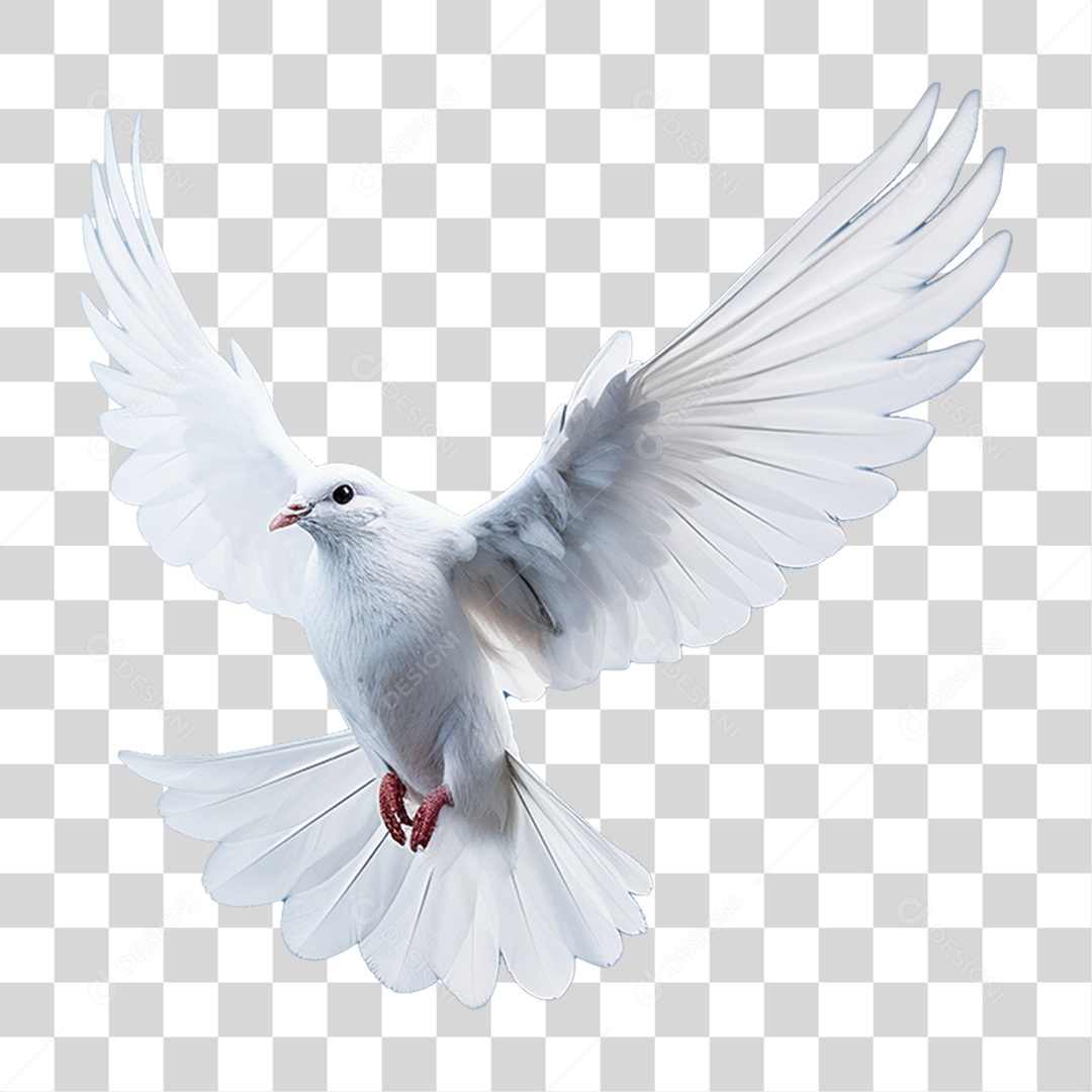 Pomba Branca PNG Transparente