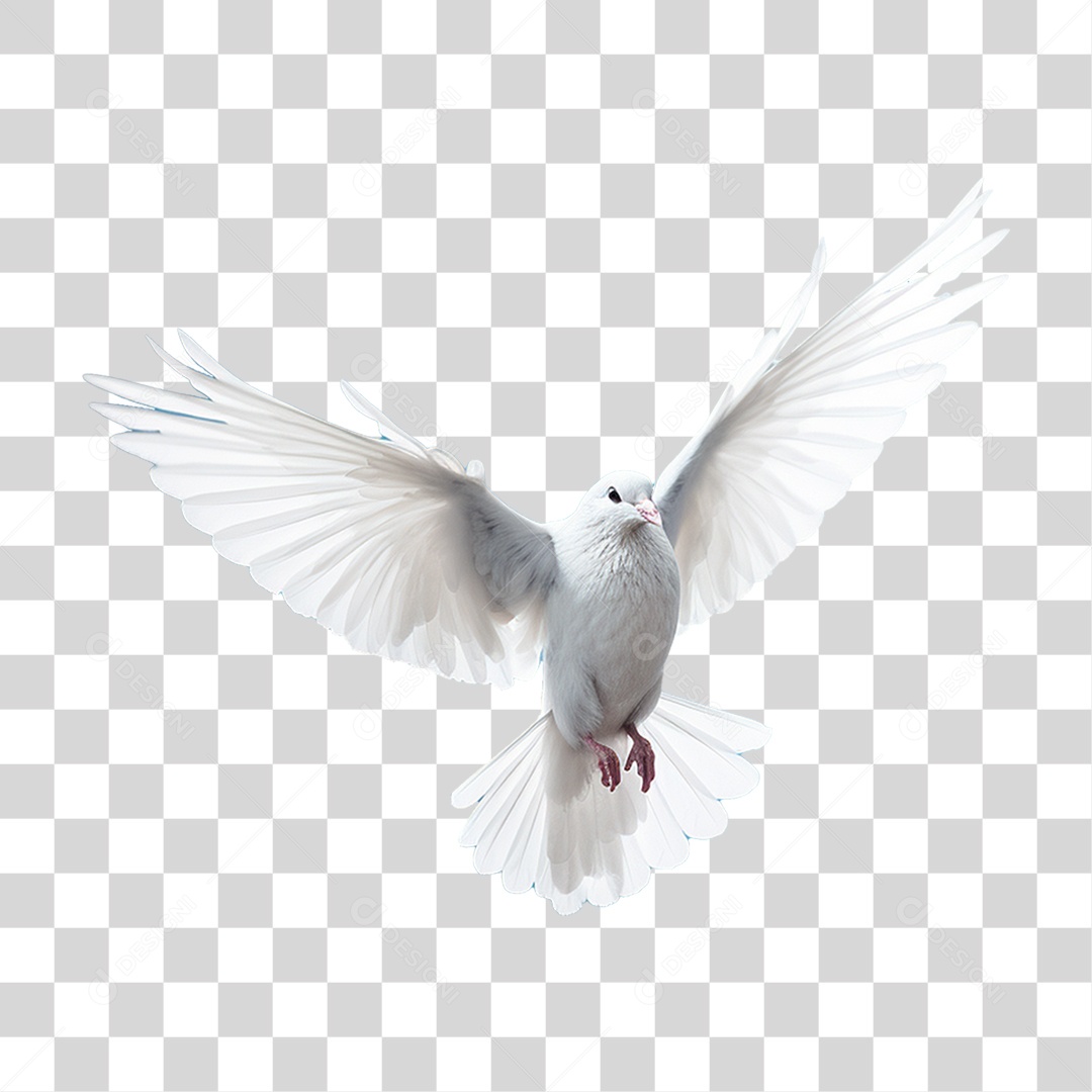 Pomba Branca PNG Transparente