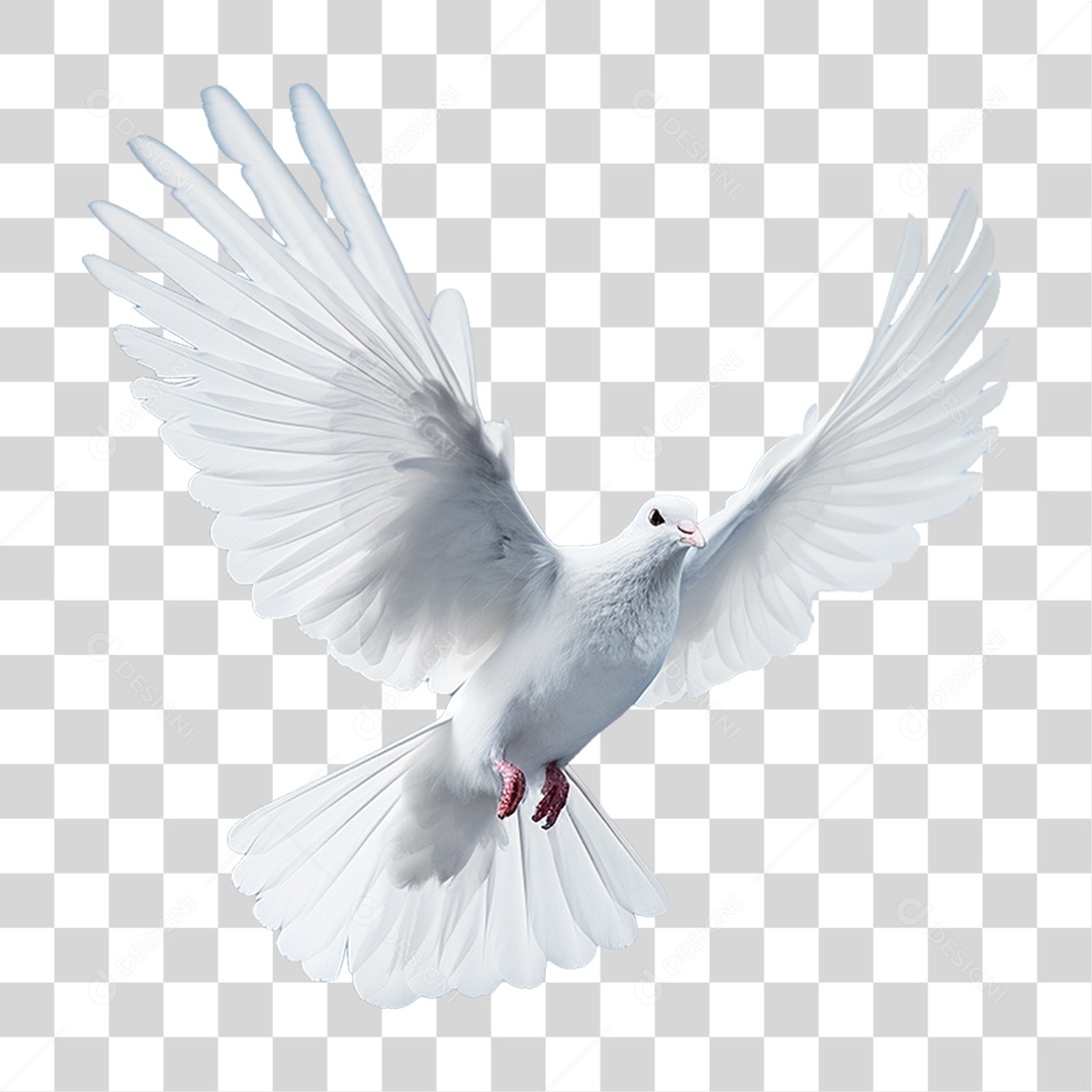 Pomba Branca PNG Transparente