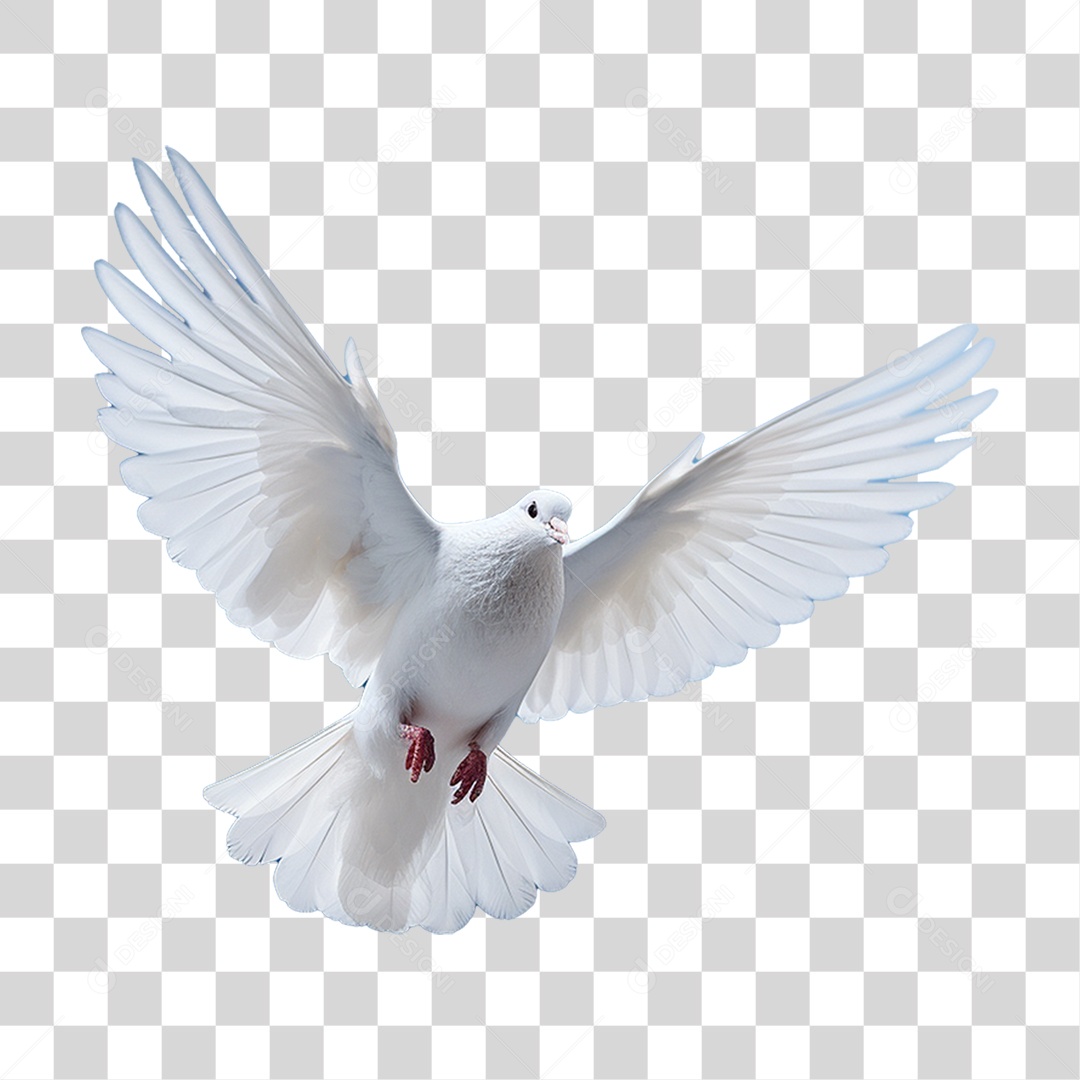 Pomba Branca PNG Transparente