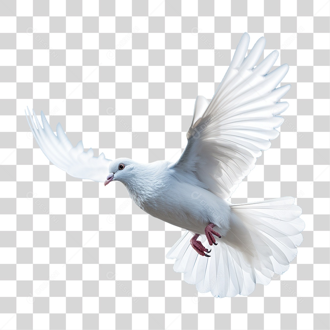 Pomba Branca PNG Transparente