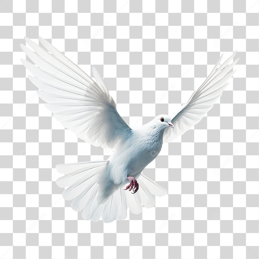 Pomba Branca PNG Transparente