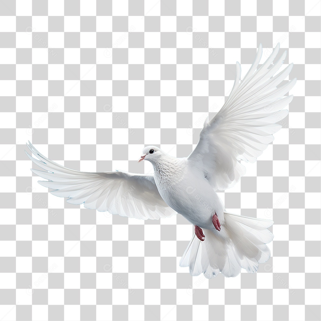 Pomba Branca PNG Transparente