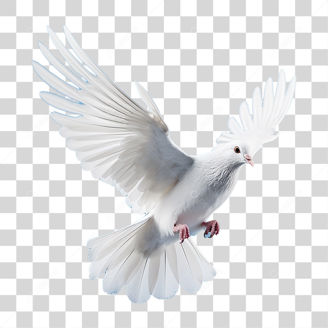 Pomba Branca PNG Transparente