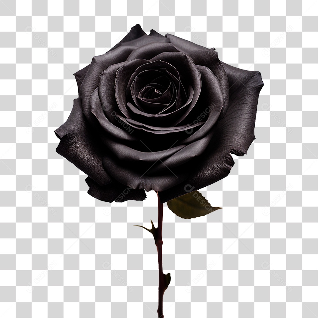 Rosa Preta PNG Transparente