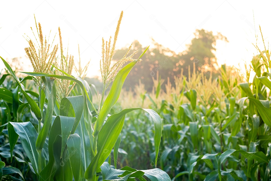 Plantação de milho