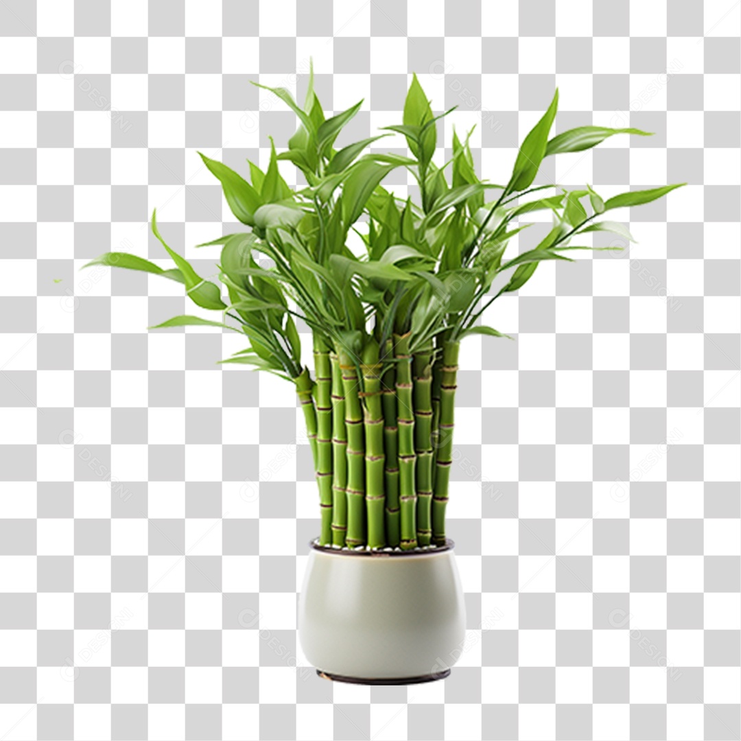 Planta Mudas Bambu PNG Transparente