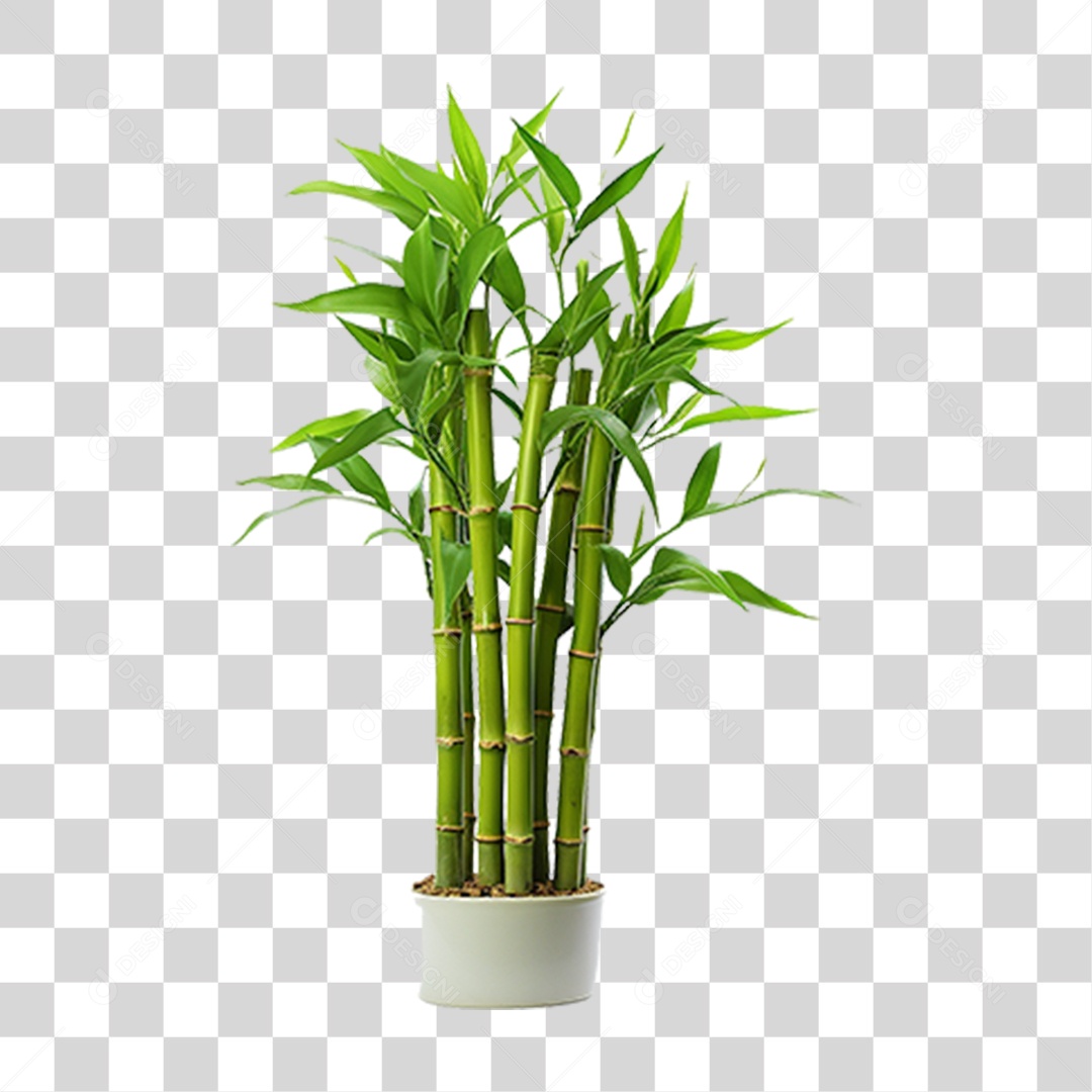 Planta Mudas Bambu PNG Transparente