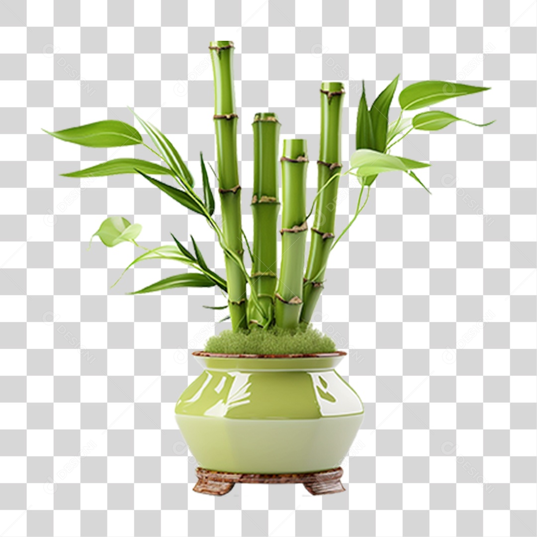 Planta Mudas Bambu PNG Transparente