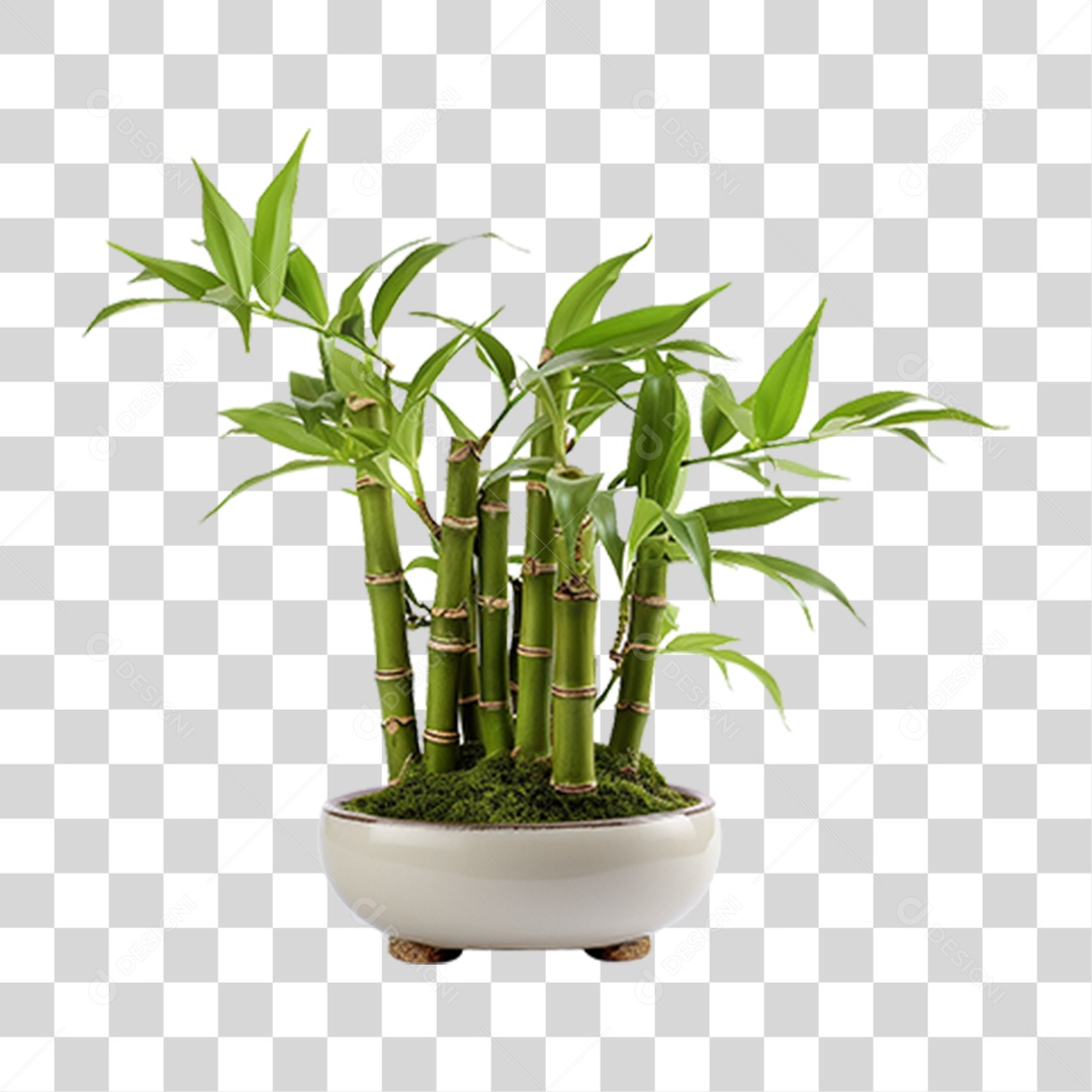 Planta Mudas Bambu PNG Transparente