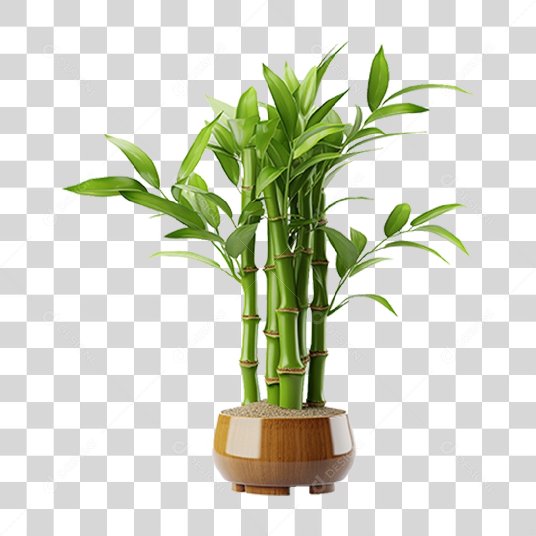 Planta Mudas Bambu PNG Transparente