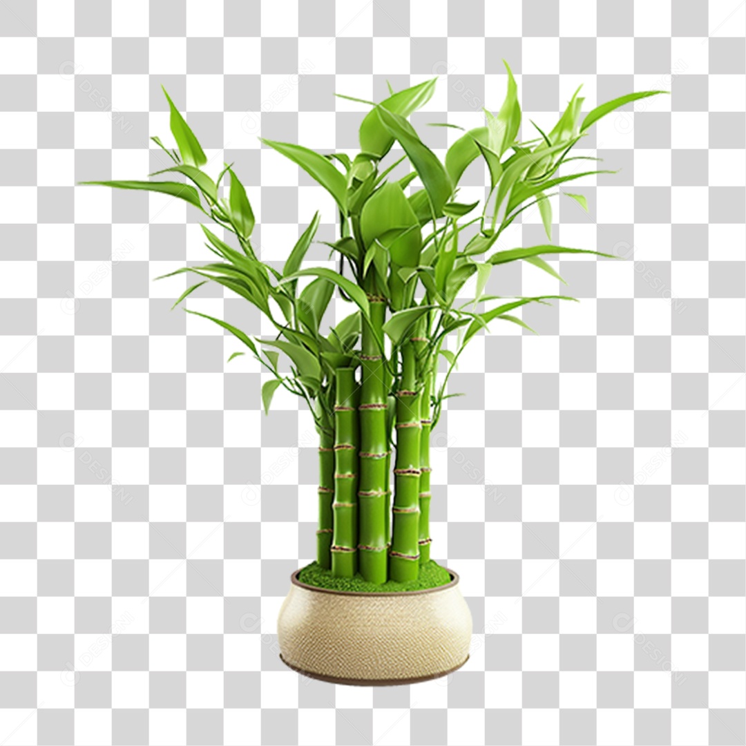 Planta Mudas Bambu PNG Transparente