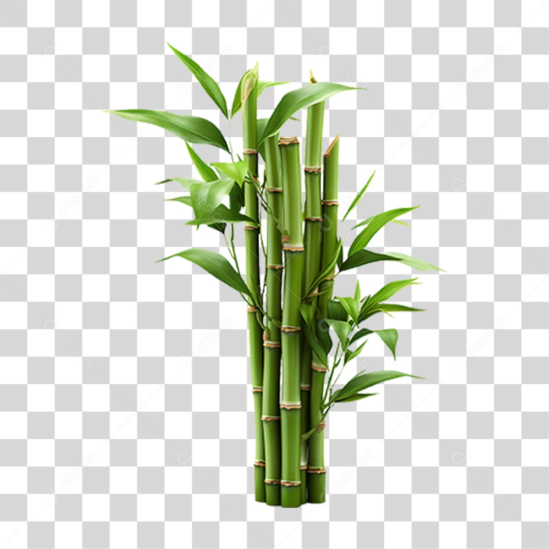 Planta Mudas Bambu PNG Transparente