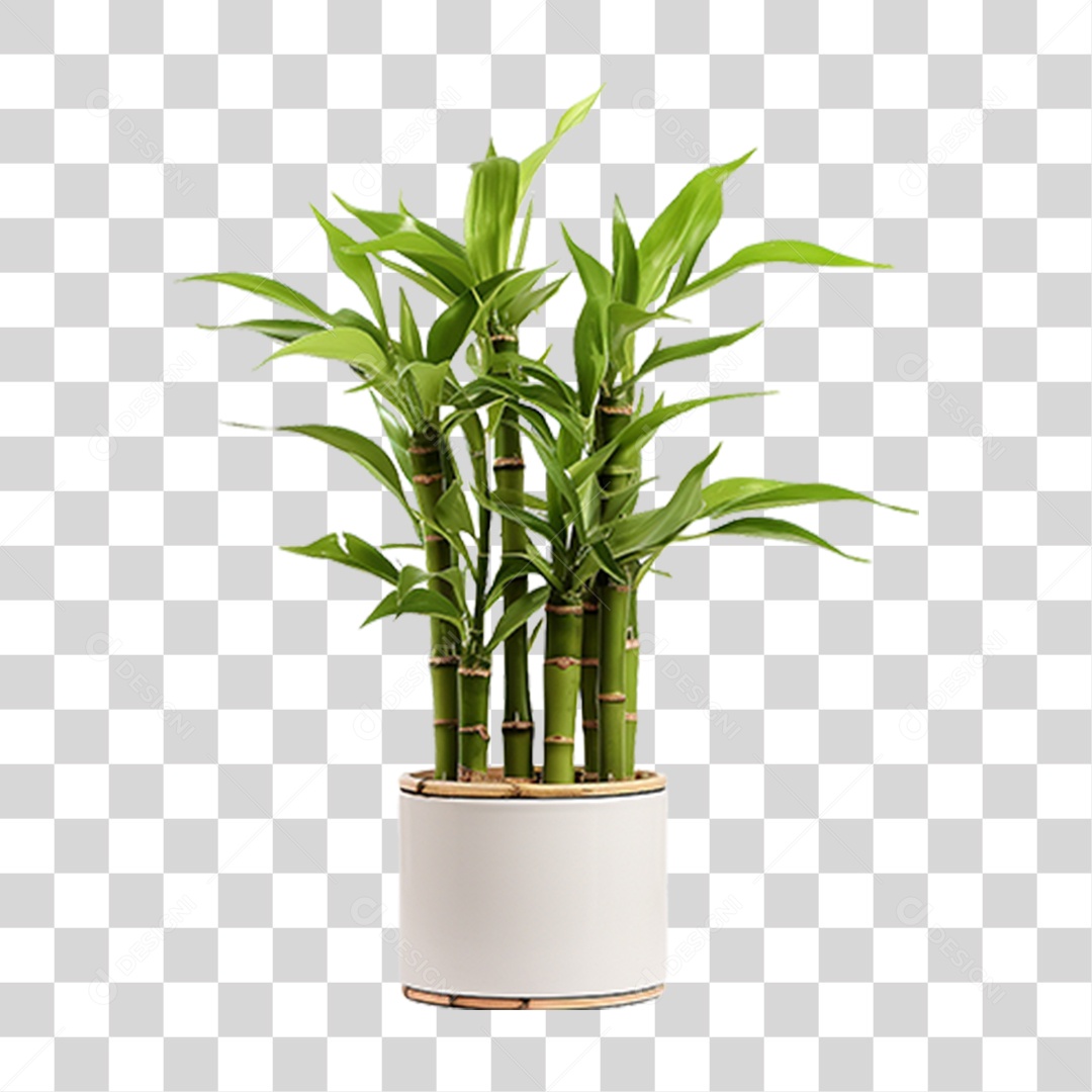 Planta Mudas Bambu PNG Transparente