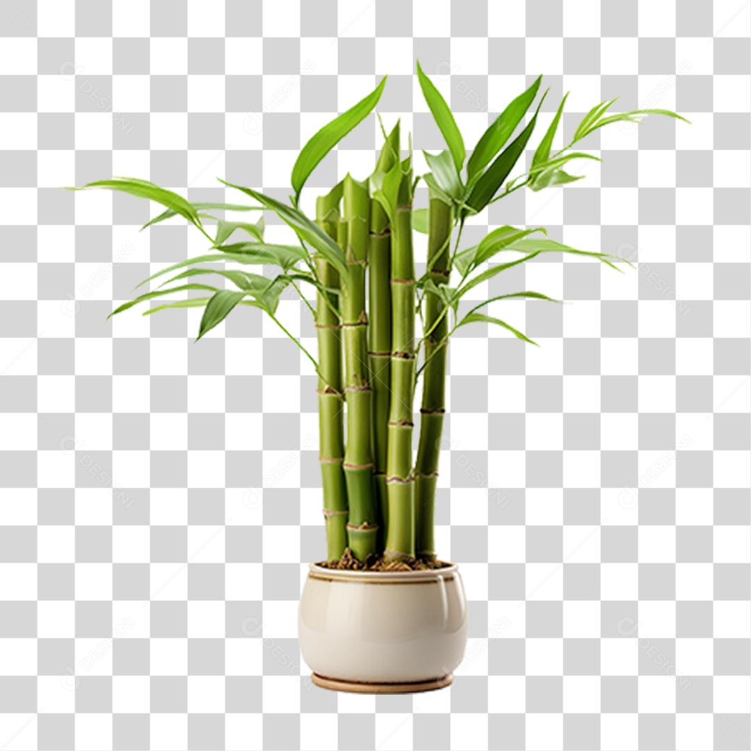 Planta Mudas Bambu PNG Transparente
