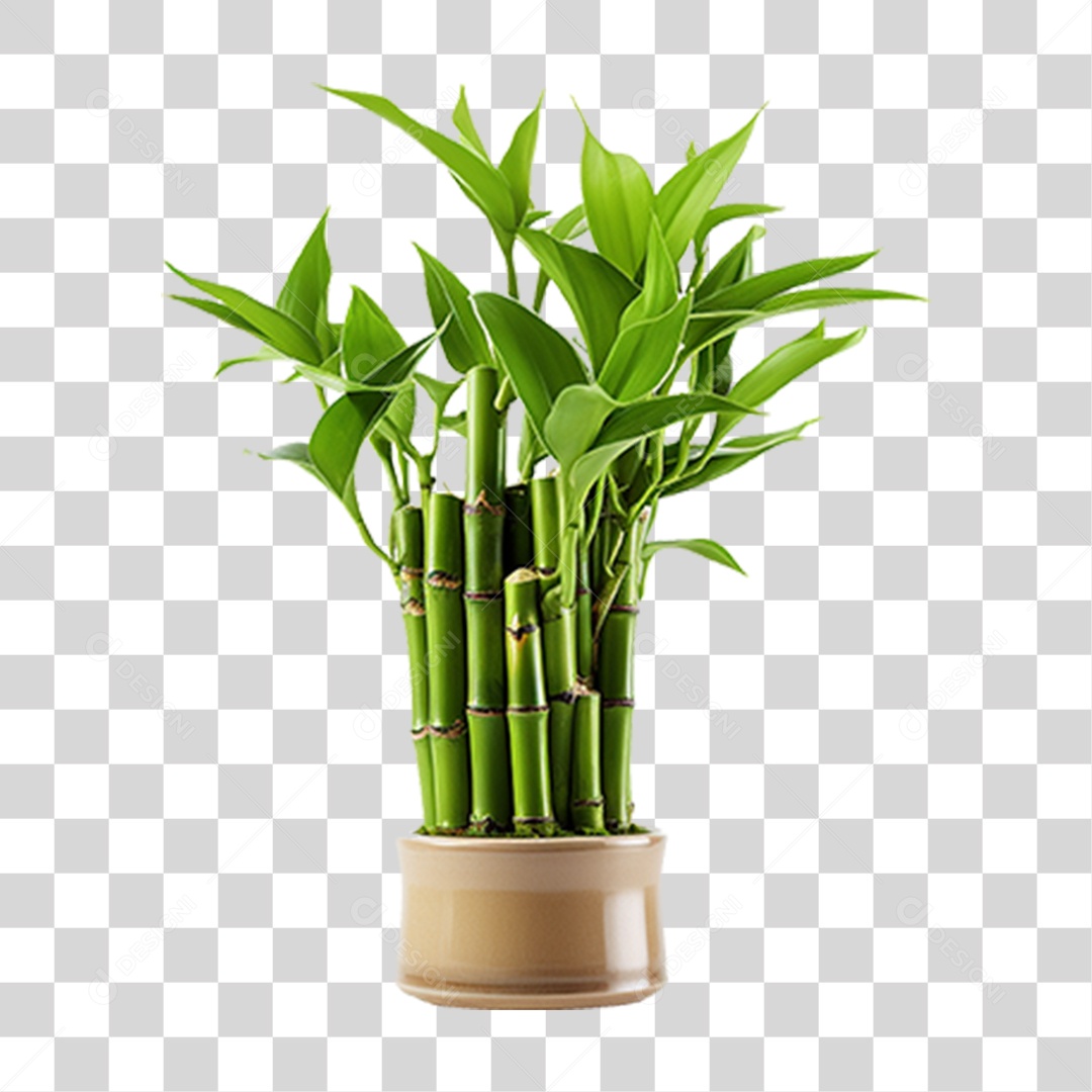 Planta Mudas Bambu PNG Transparente
