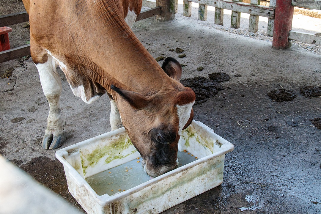 Vaca no curral de uma fazenda