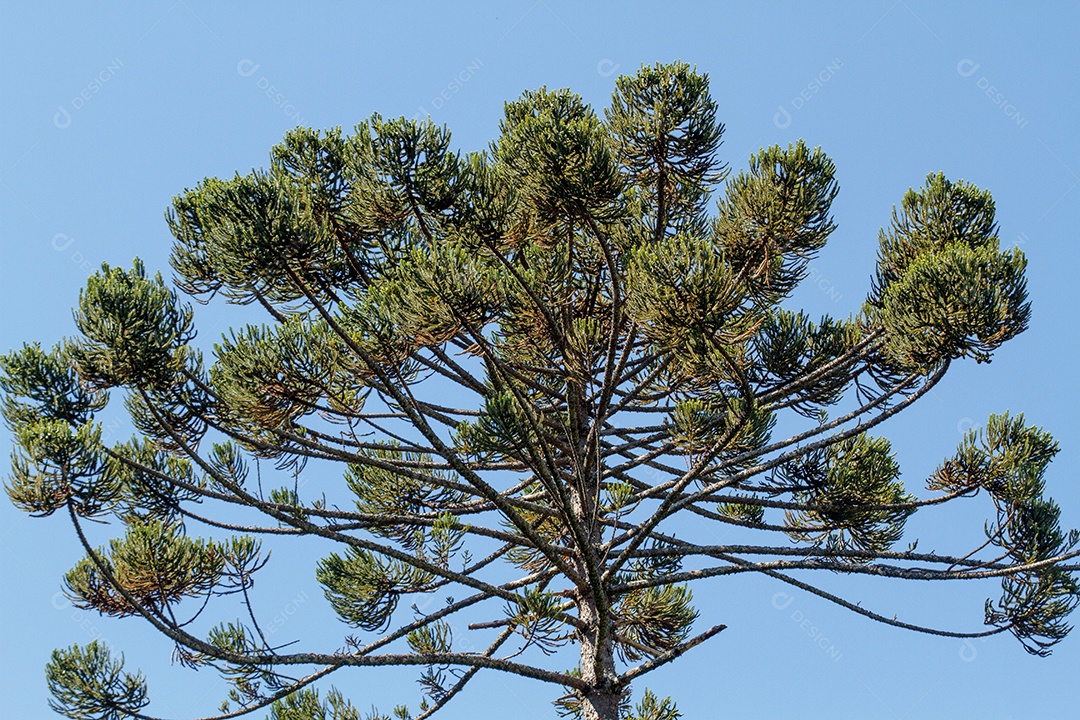 Árvore conhecida como araucária ao ar livre