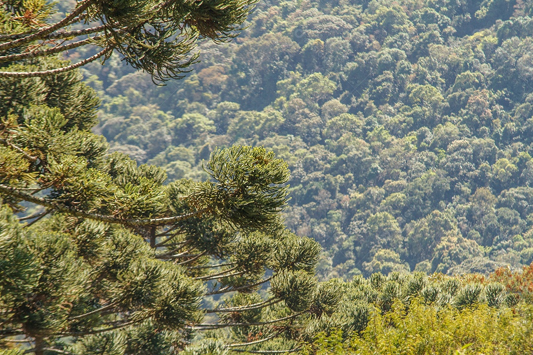 Árvores conhecida como araucária ao ar livre
